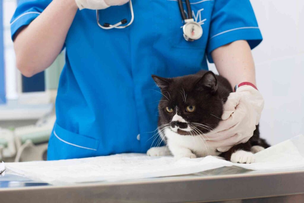 動物の体調管理や健康に携わる仕事