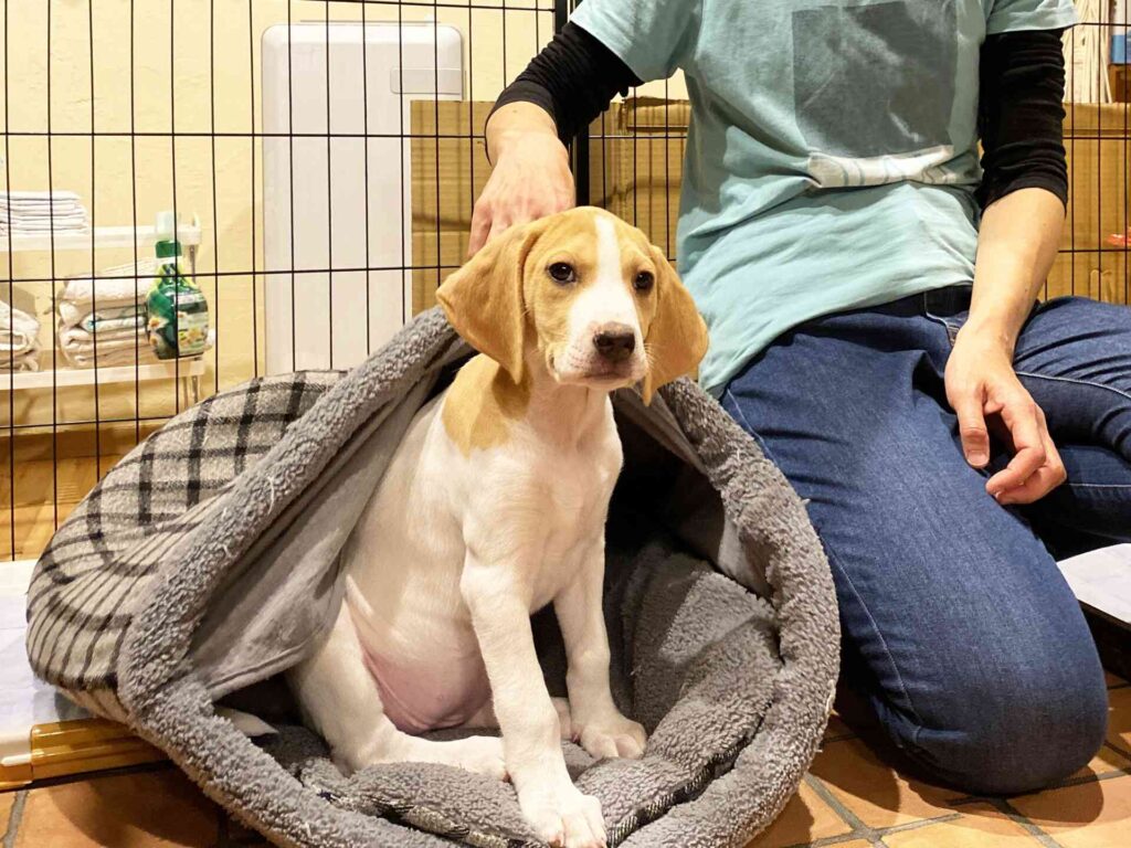人が飼っている動物と深く関わる仕事