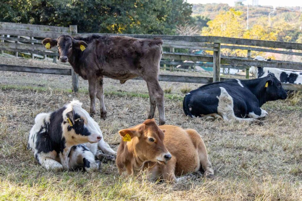 自然と関わり動物と触れ合う仕事