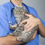 猫に関わる仕事13選！資格なし・未経験OKな職種から専門職まで解説