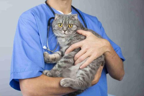 猫に関わる仕事13選！資格なし・未経験OKな職種から専門職まで解説