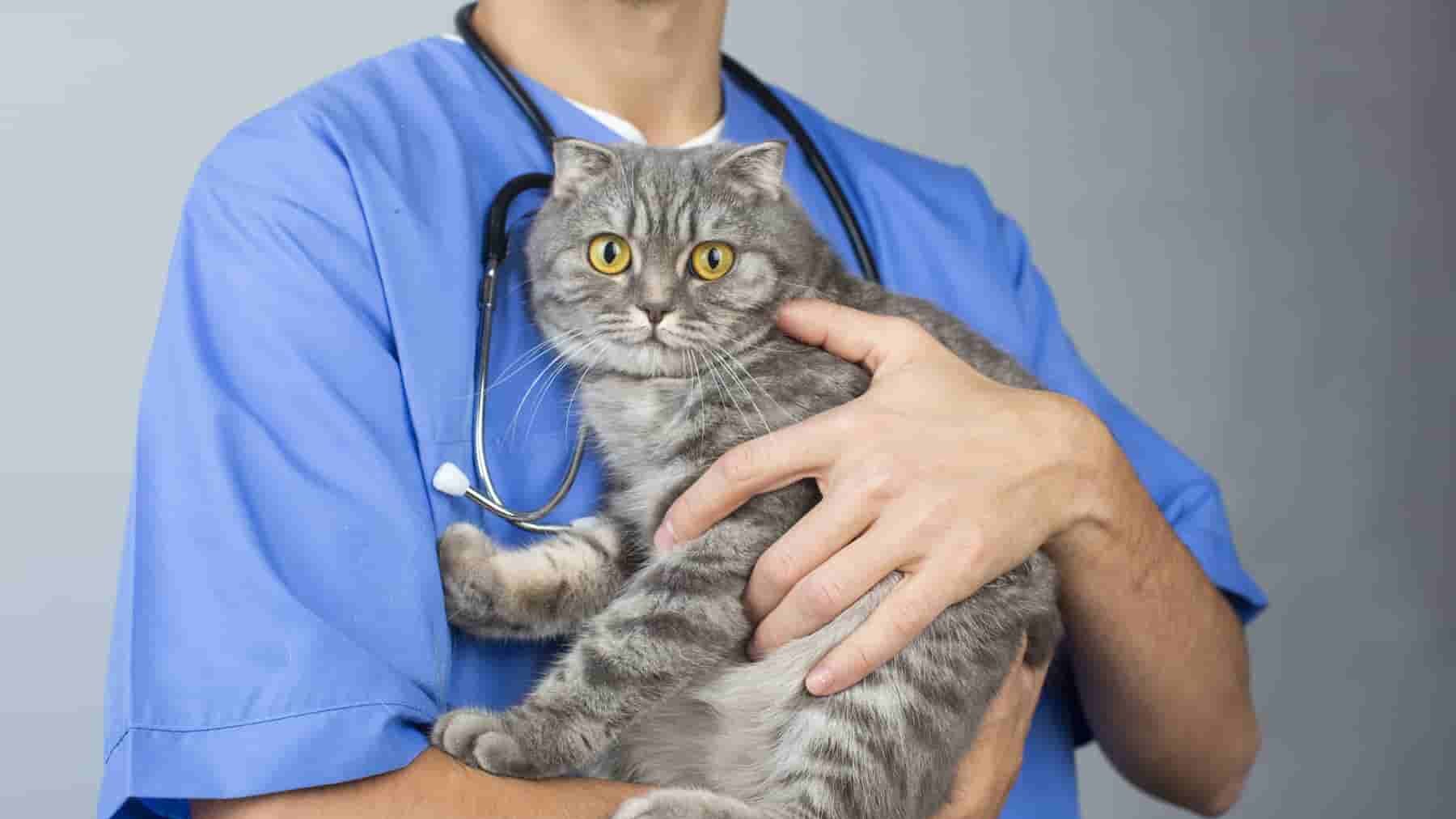 猫に関わる仕事13選！資格なし・未経験OKな職種から専門職まで解説